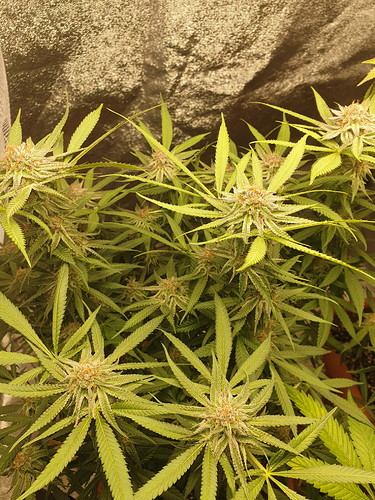 16272300943776402730303253259985