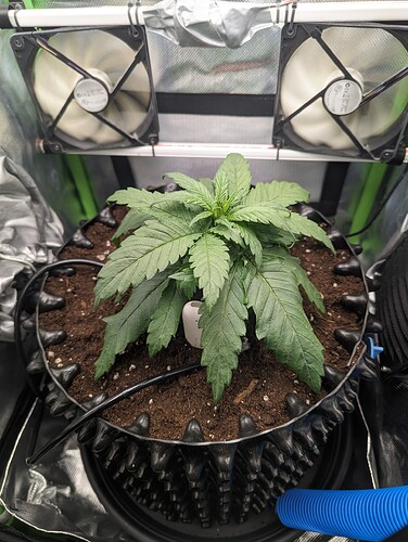 Growreport Bild 6