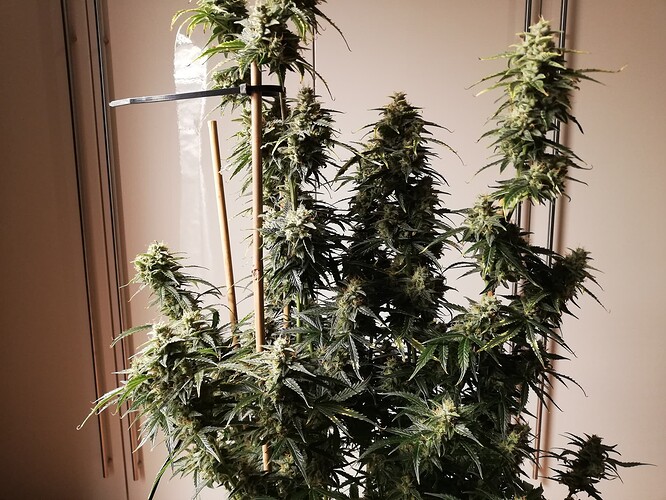 GG#1_240104-2