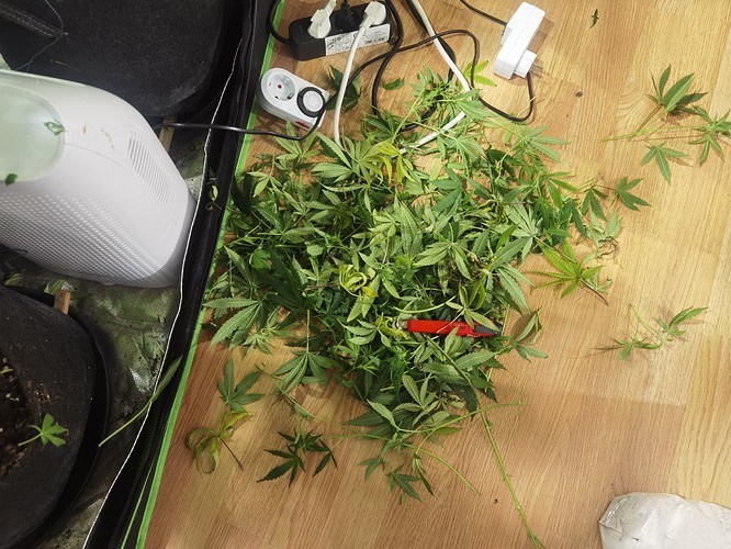 Growreport Bild 2