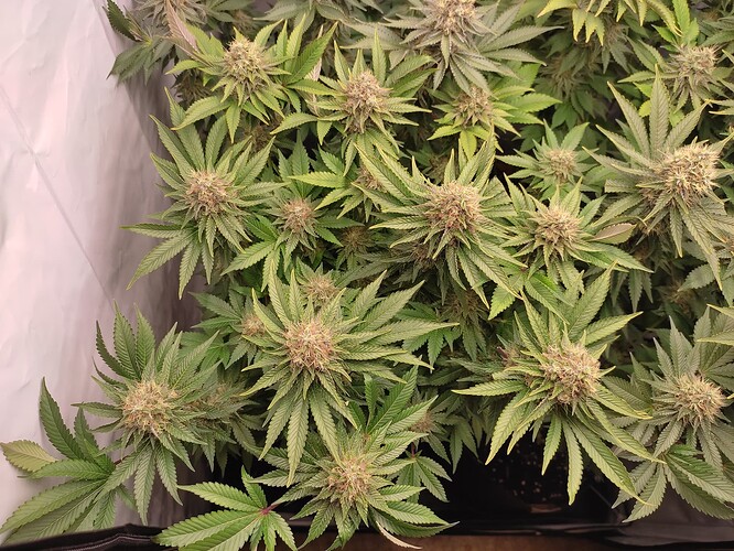 Growreport Bild 23