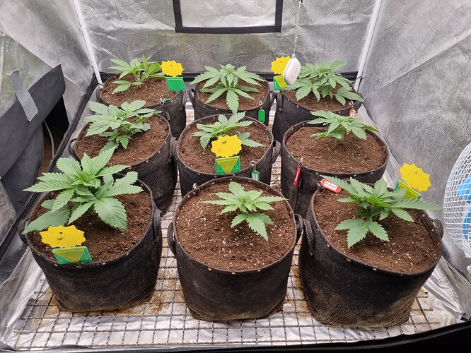 Growreport Bild 32