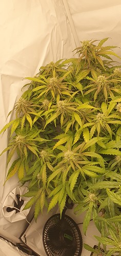 Growreport Bild 2