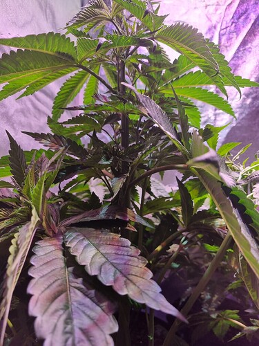 Growreport Bild 61
