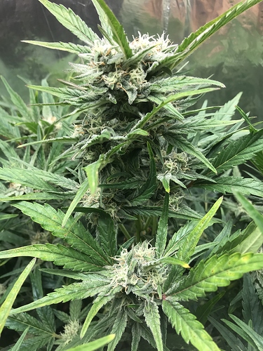 Growreport Bild 1