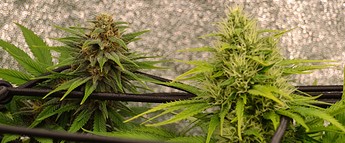 Growreport Bild 10