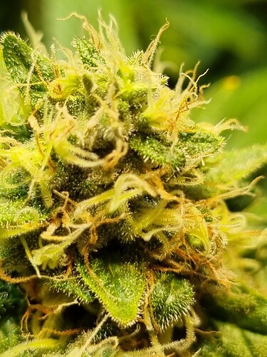 Growreport Bild 7
