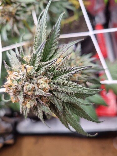 Growreport Bild 42