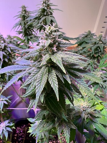 Growreport Bild 5