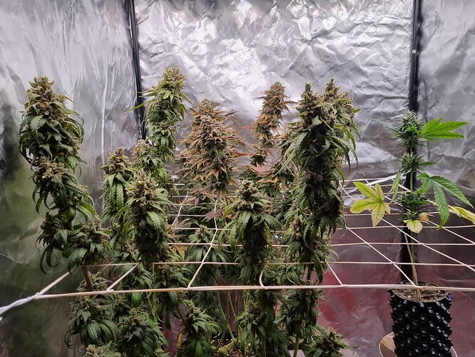 Growreport Bild 5