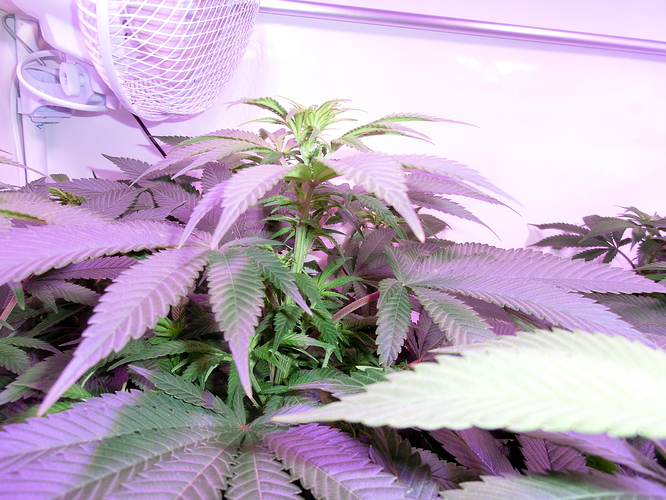 Growreport Bild 9