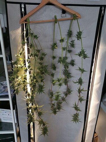 Growreport Bild 9