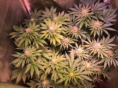Growreport Bild 11