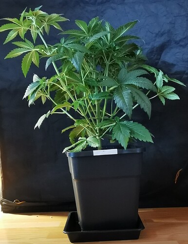 Growreport Bild 25