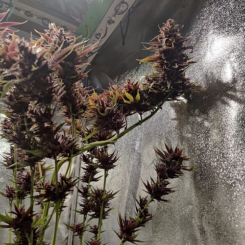 Growreport Bild 7