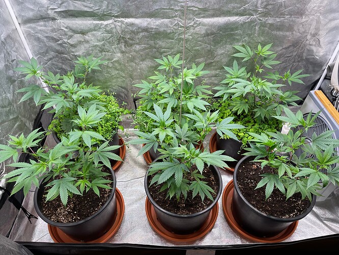 Growreport Bild 3
