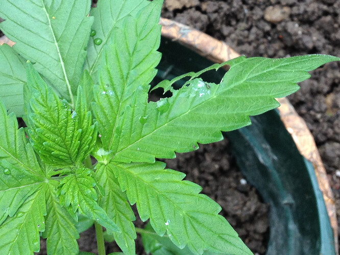 Growreport Bild 24