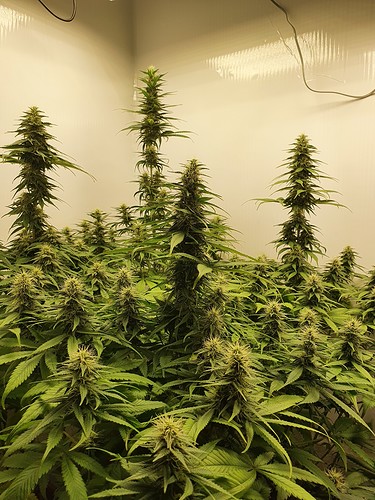Growreport Bild 19