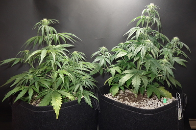 Growreport Bild 4