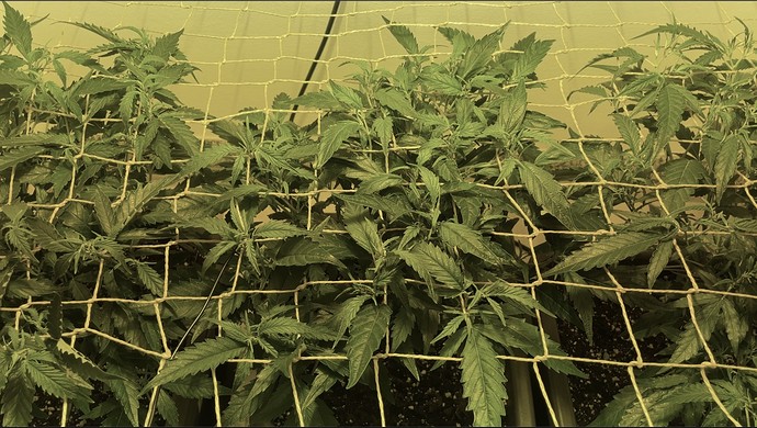 Growreport Bild 4