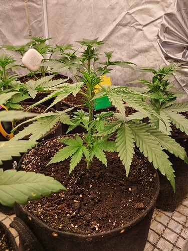 Growreport Bild 41