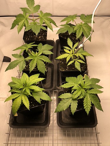 Growreport Bild 14