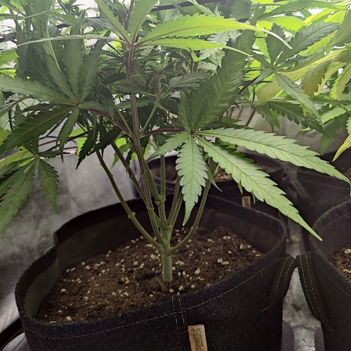 Growreport Bild 13