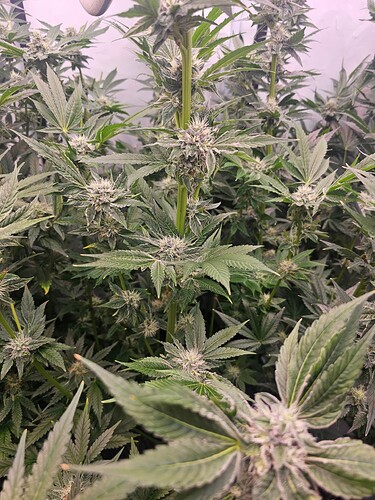 Growreport Bild 2