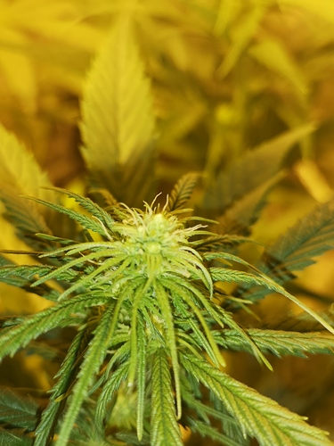Growreport Bild 4