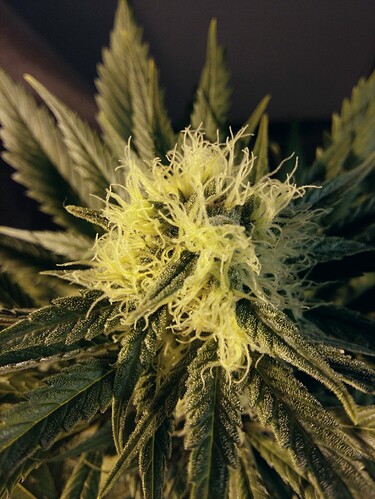 Growreport Bild 7