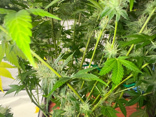 Growreport Bild 7