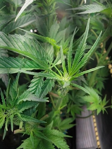 Growreport Bild 3