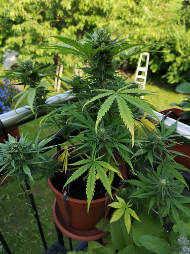 Growreport Bild 1