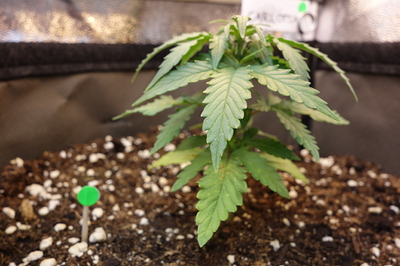 Eine junge Cannabispflanze in einem Topf mit Erde, die sich in der Sämlingsphase befindet.