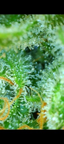 Growreport Bild 10