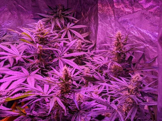Growreport Bild 4