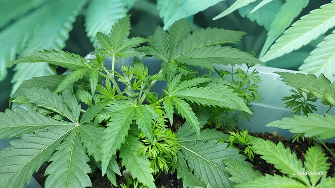 Growreport Bild 6