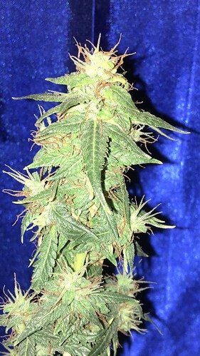 Growreport Bild 4