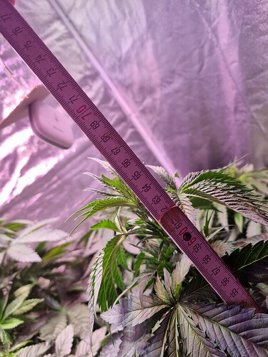 Growreport Bild 64