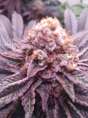 Growreport Bild 3