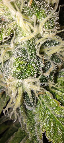 Growreport Bild 8