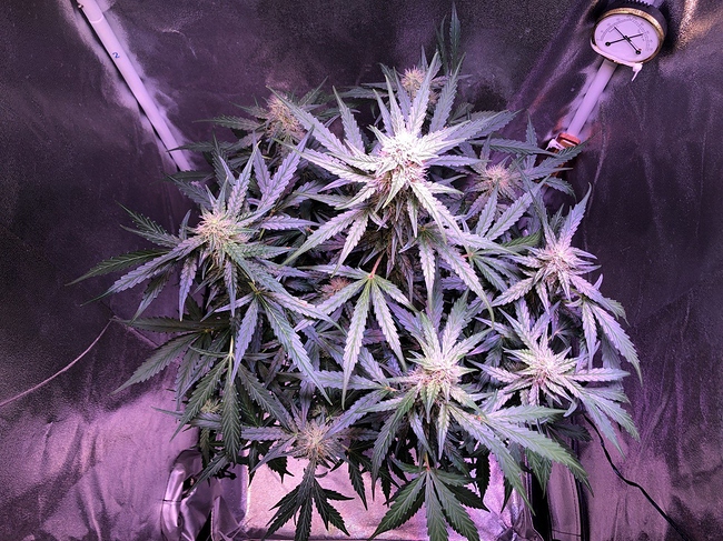 Growreport Bild 7