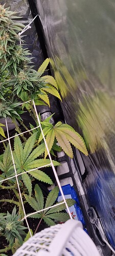Growreport Bild 31