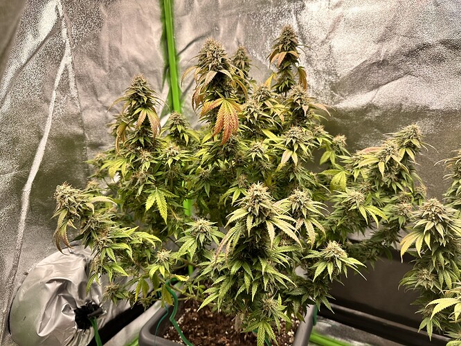 Growreport Bild 5