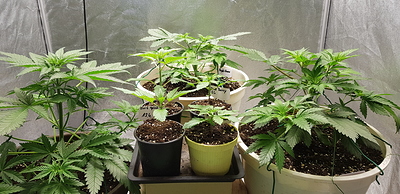 Growreport Bild 22