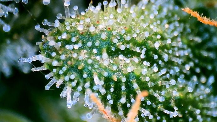 Growreport Bild 28