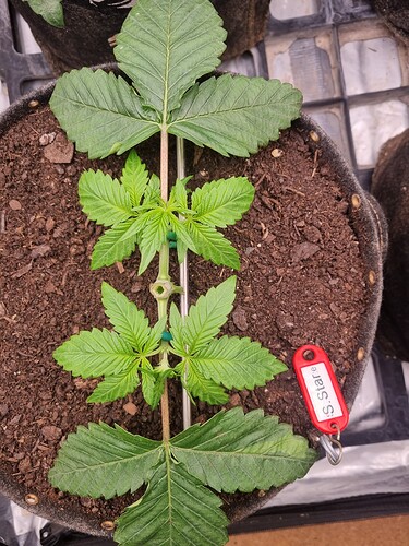 Growreport Bild 29