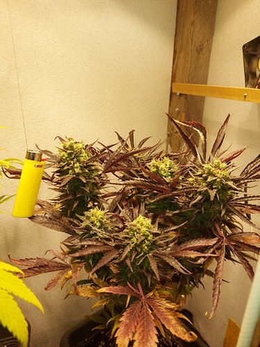 Growreport Bild 3