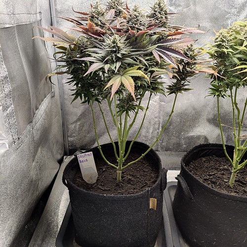 Growreport Bild 3