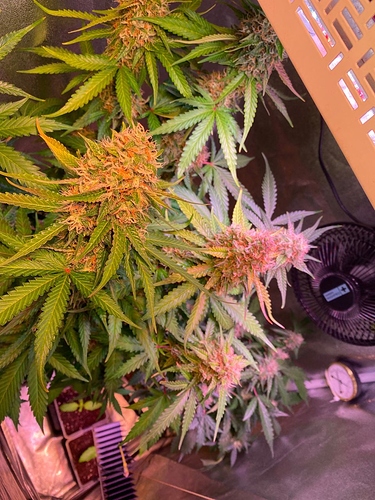 Growreport Bild 1